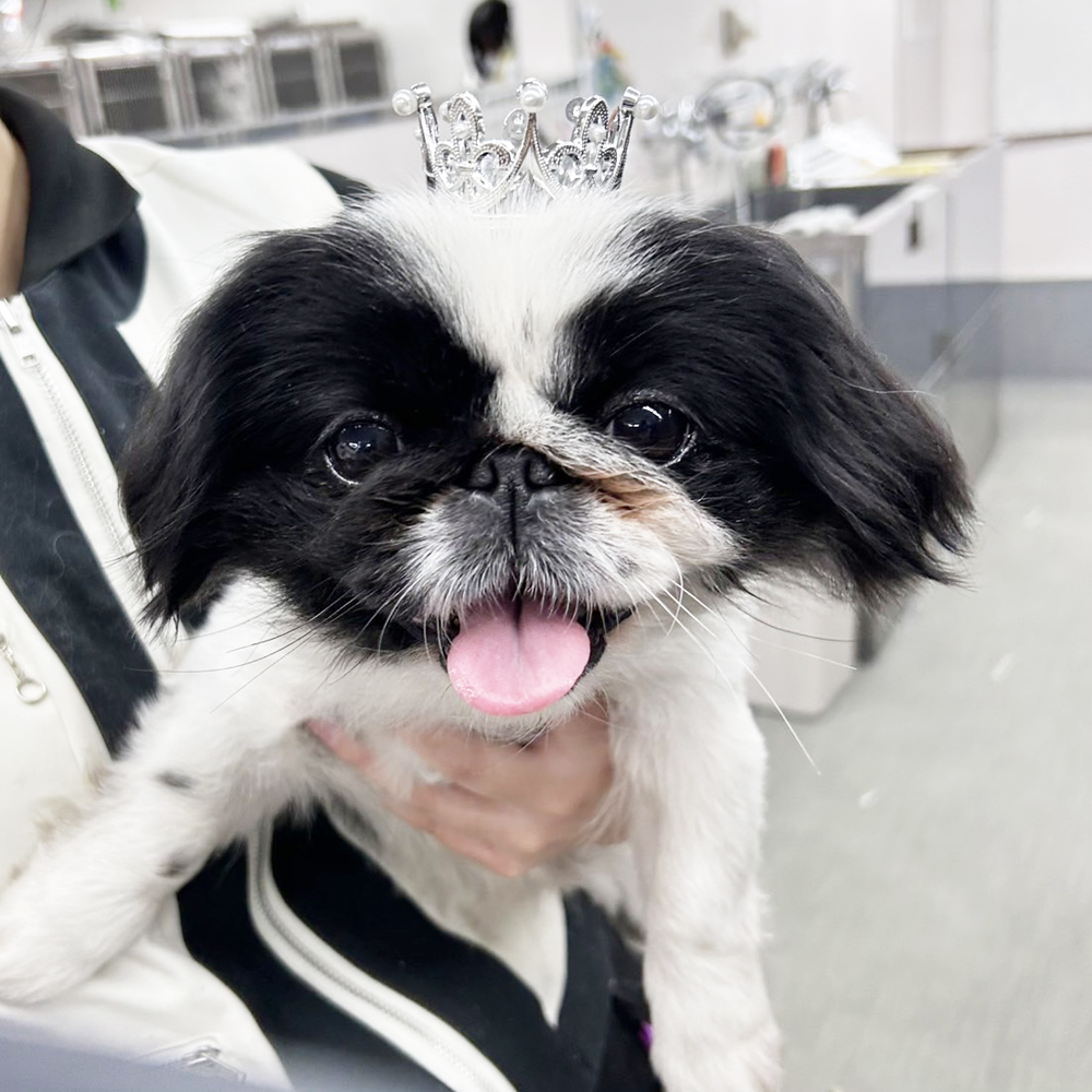 生徒が撮影したモデル犬写真②